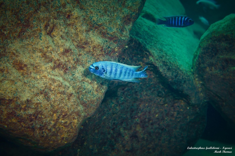 Labeotropheus fuelleborni 'Ngwasi'